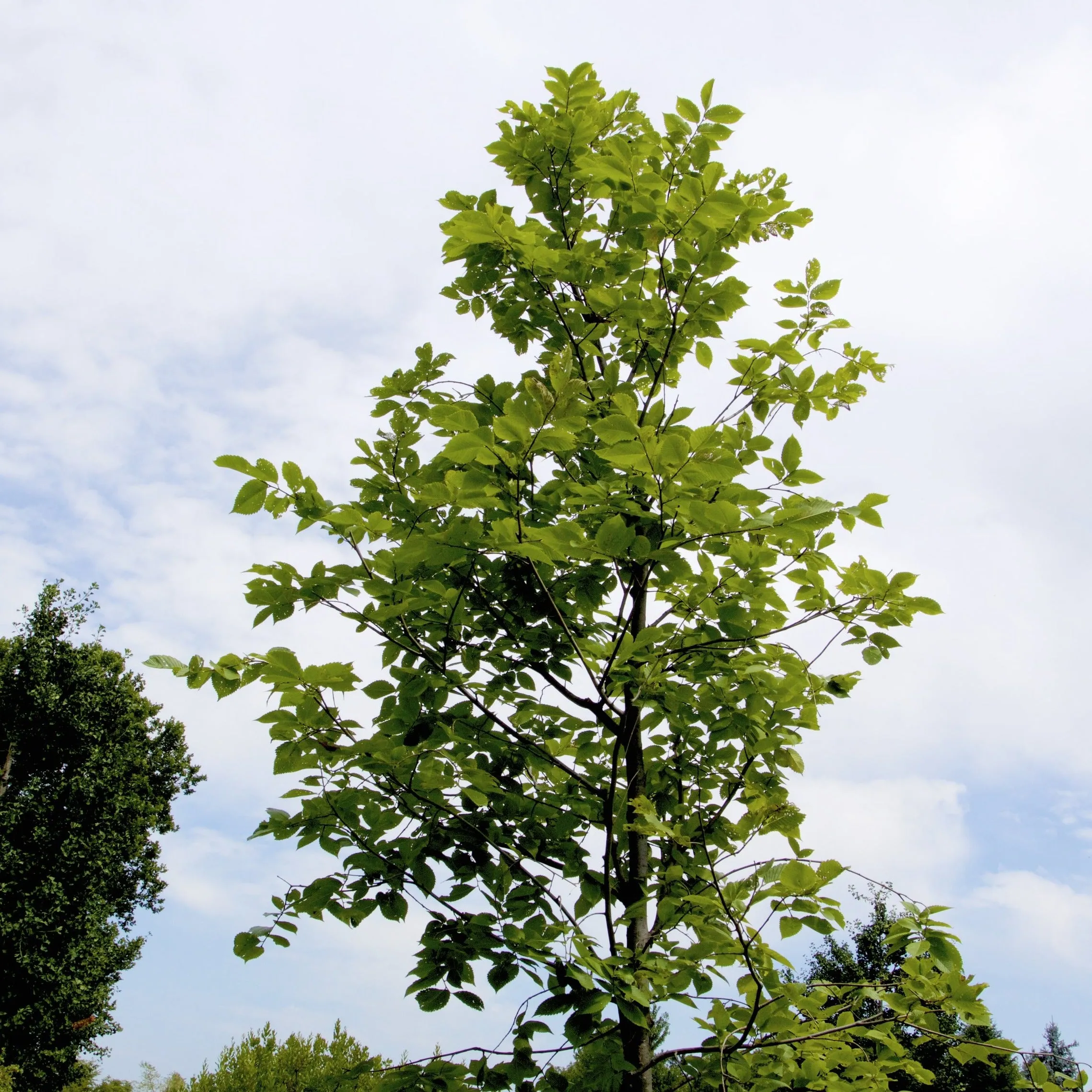 American Elm Tree