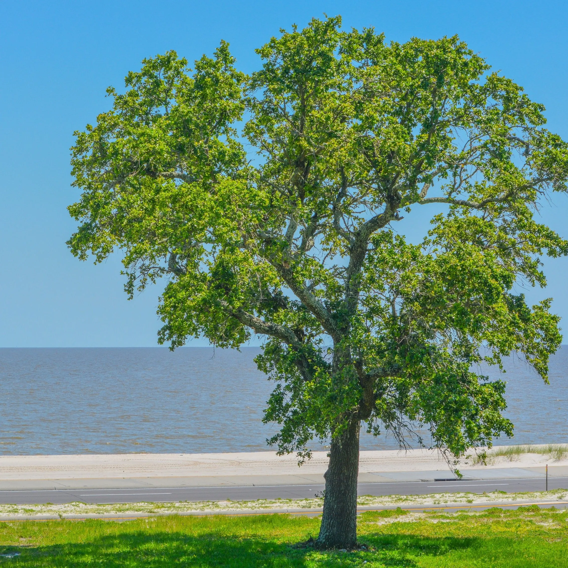 American Elm Tree