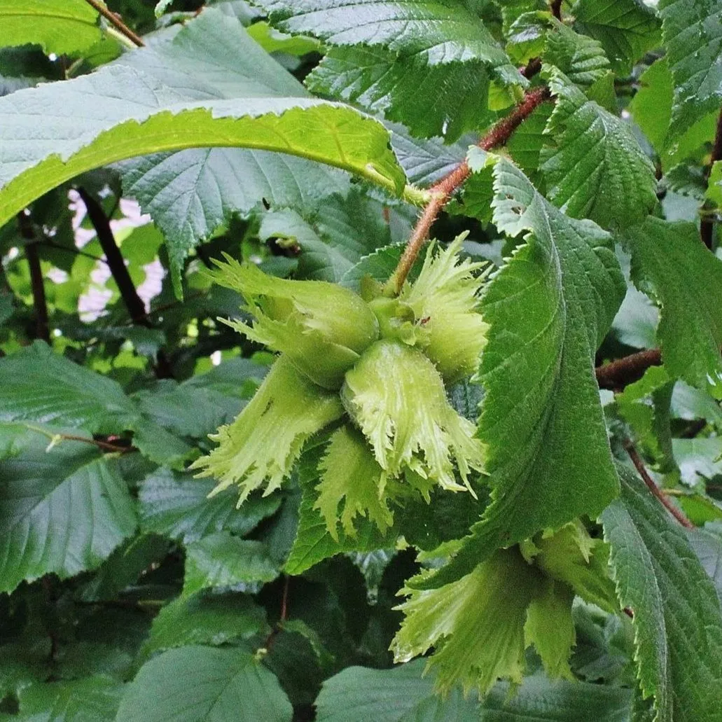 American Hazelnut Tree