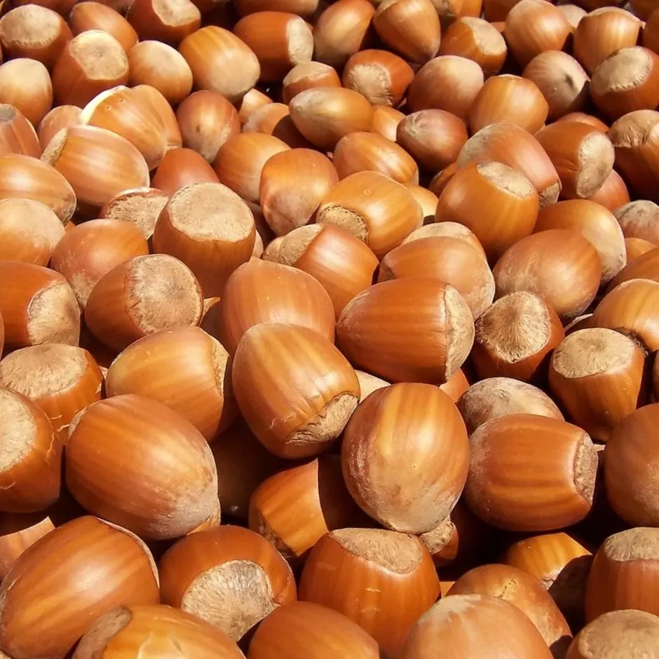 American Hazelnut Tree