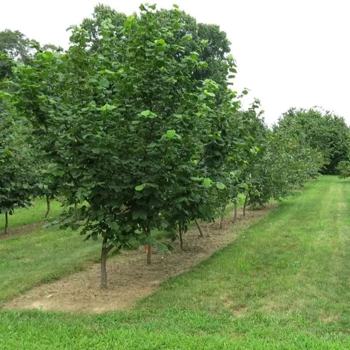 American Hazelnut Tree