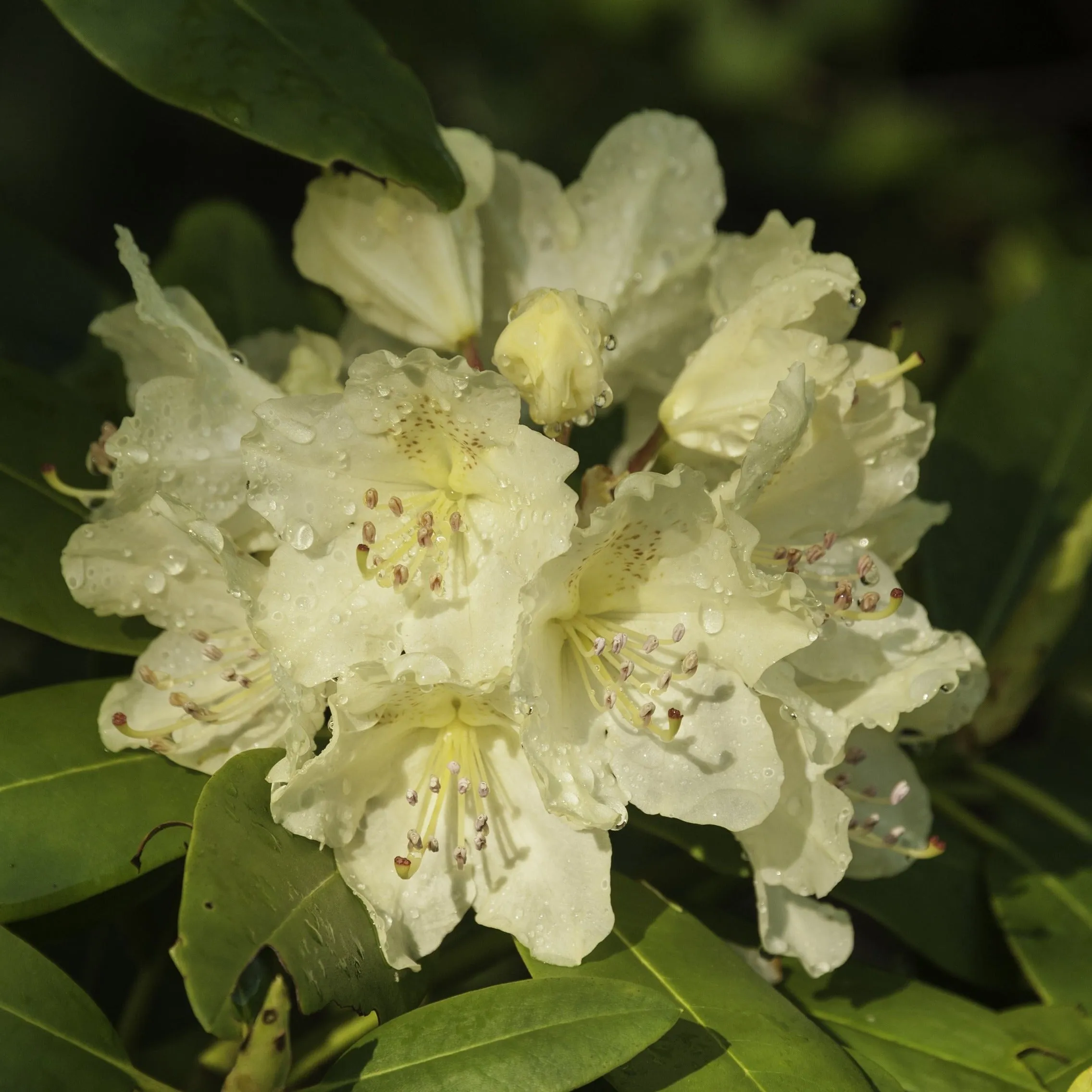 Japanese Snowbell Tree