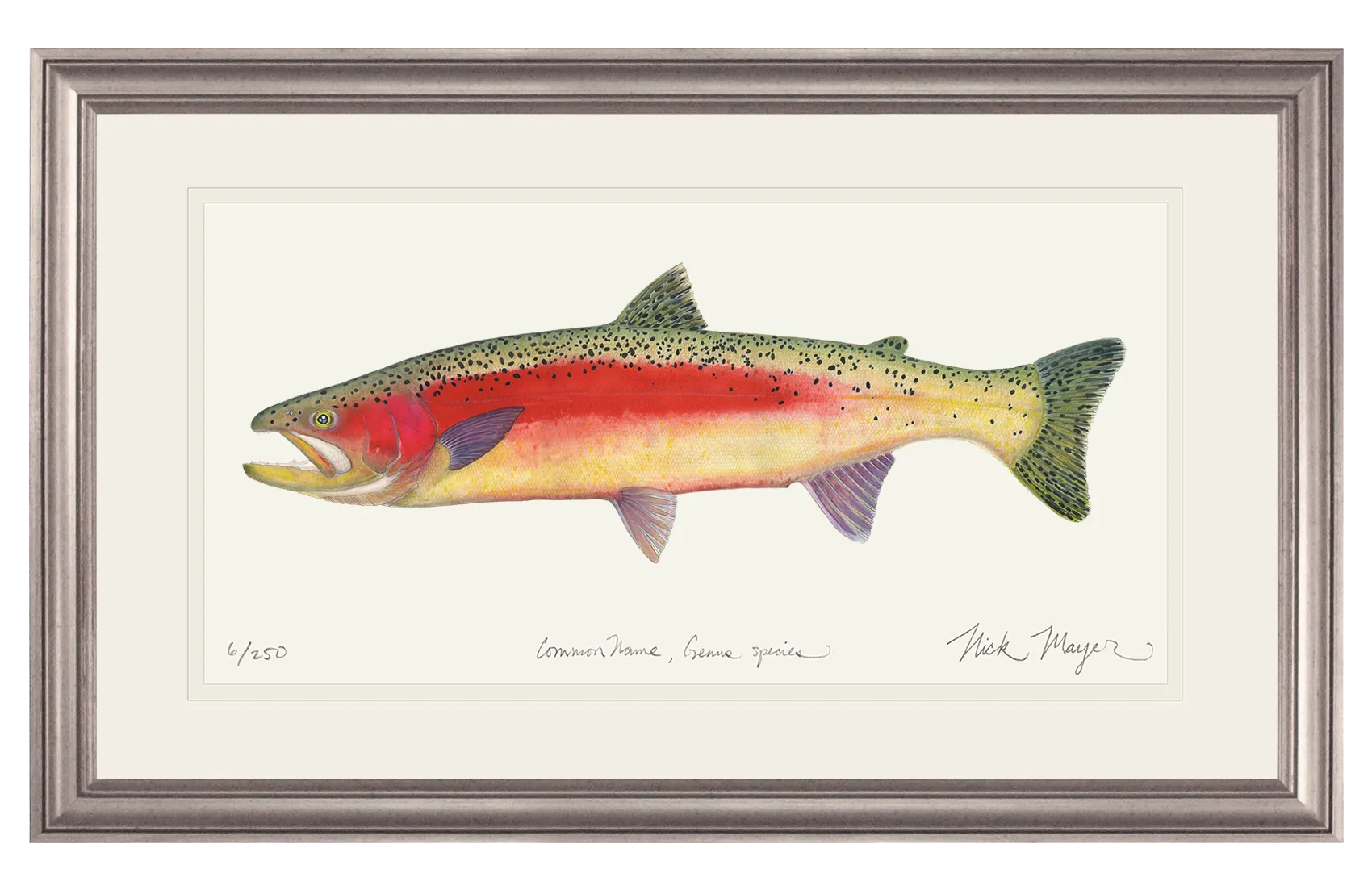 New Zealand Rainbow Trout Print