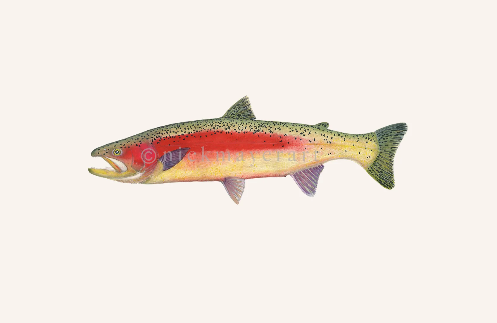 New Zealand Rainbow Trout Print