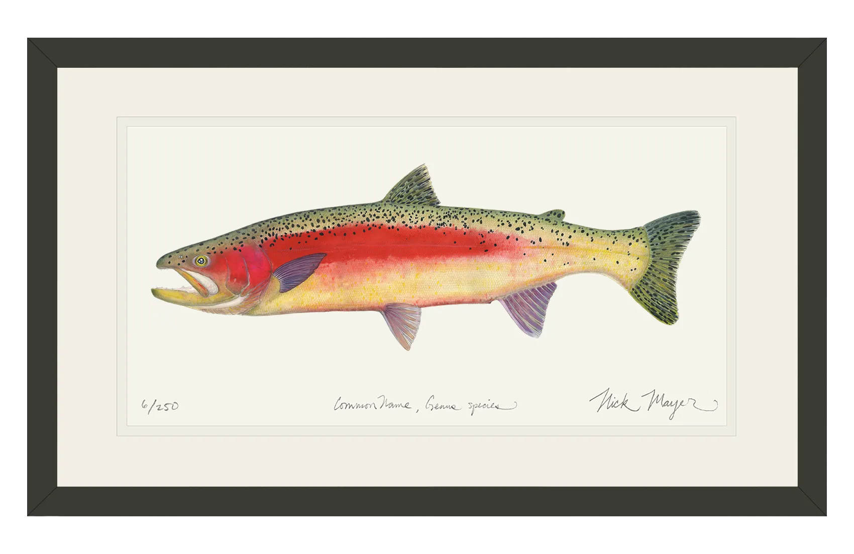 New Zealand Rainbow Trout Print