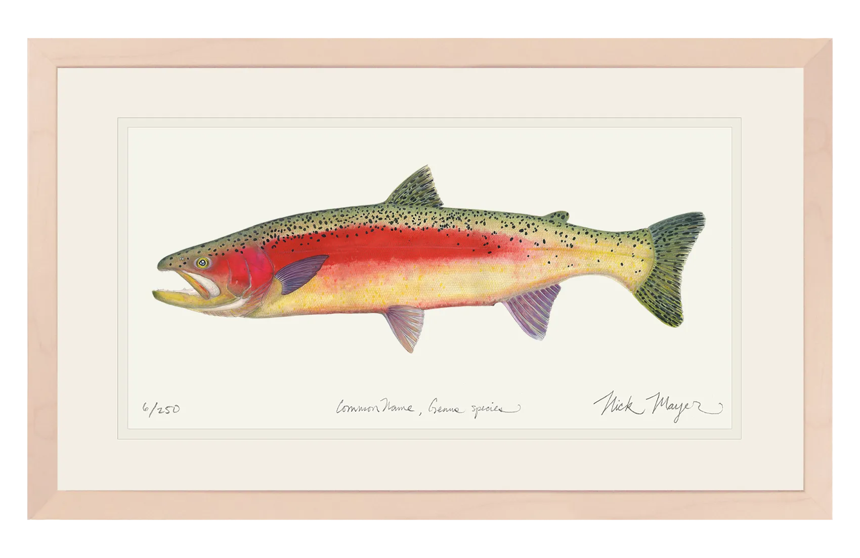 New Zealand Rainbow Trout Print