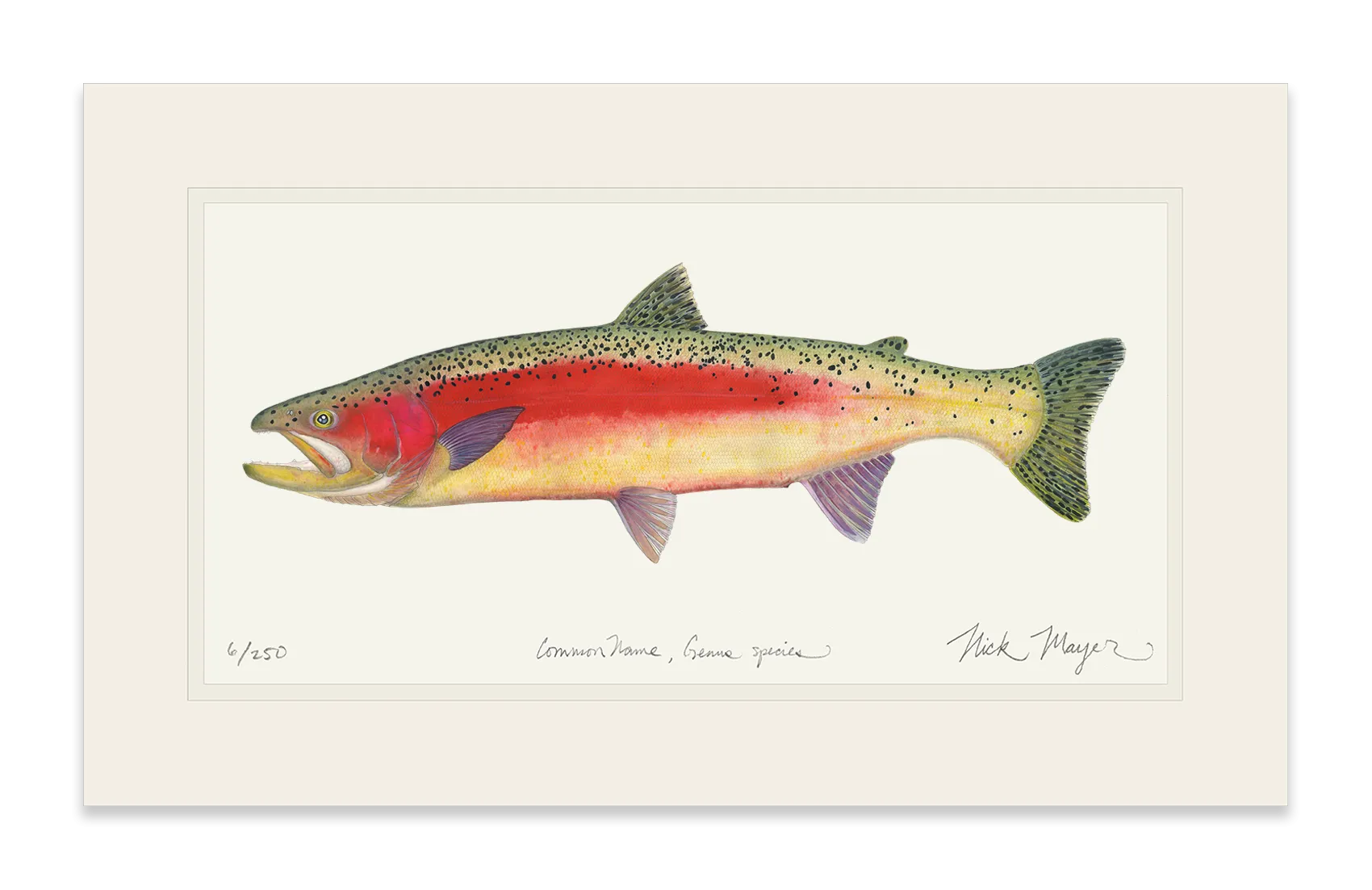 New Zealand Rainbow Trout Print