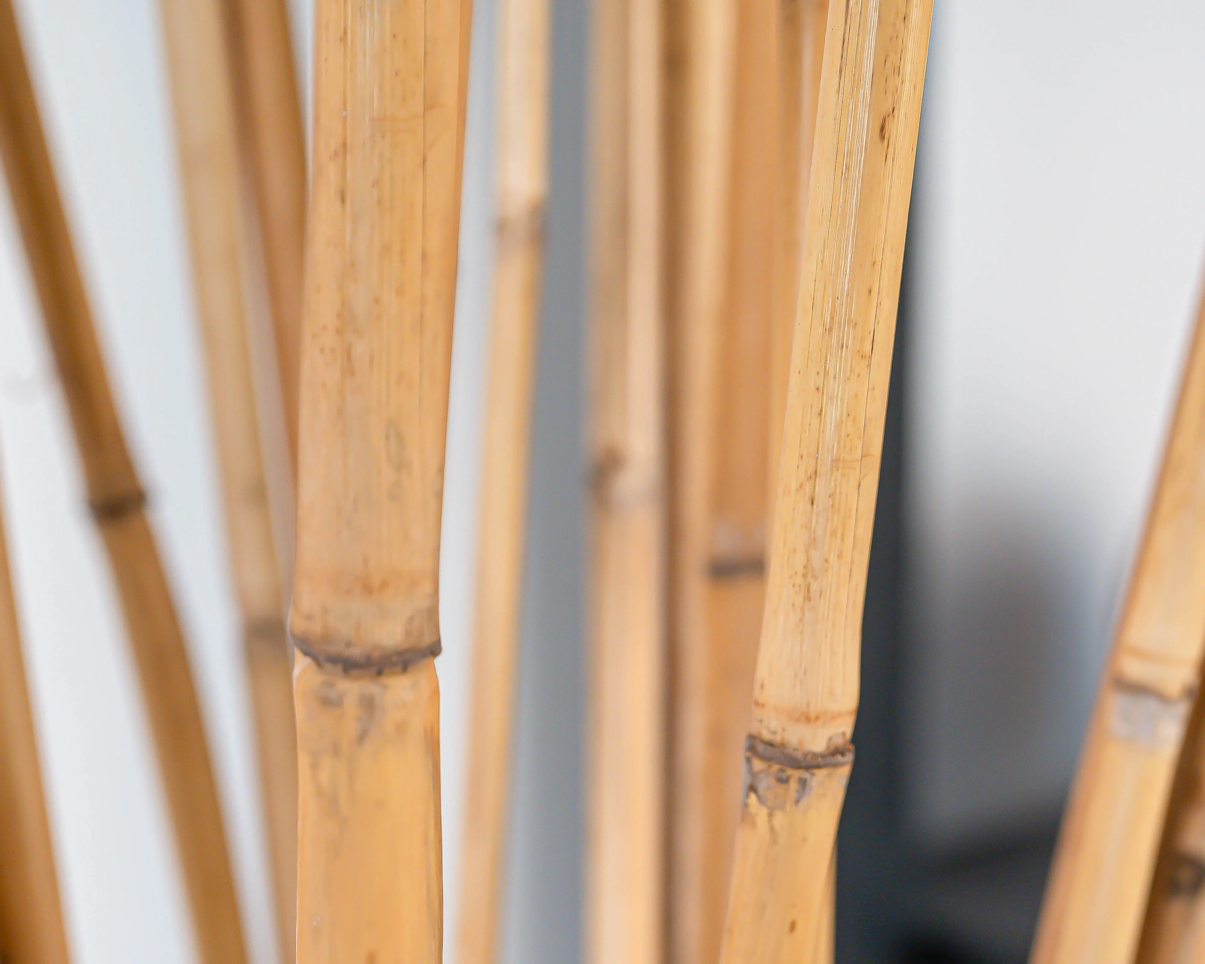 River Cane Bamboo Sticks