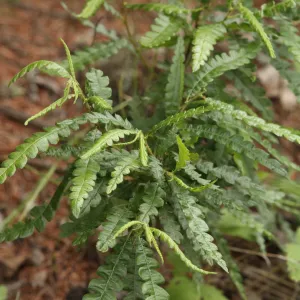 Sweet Fern Shrub