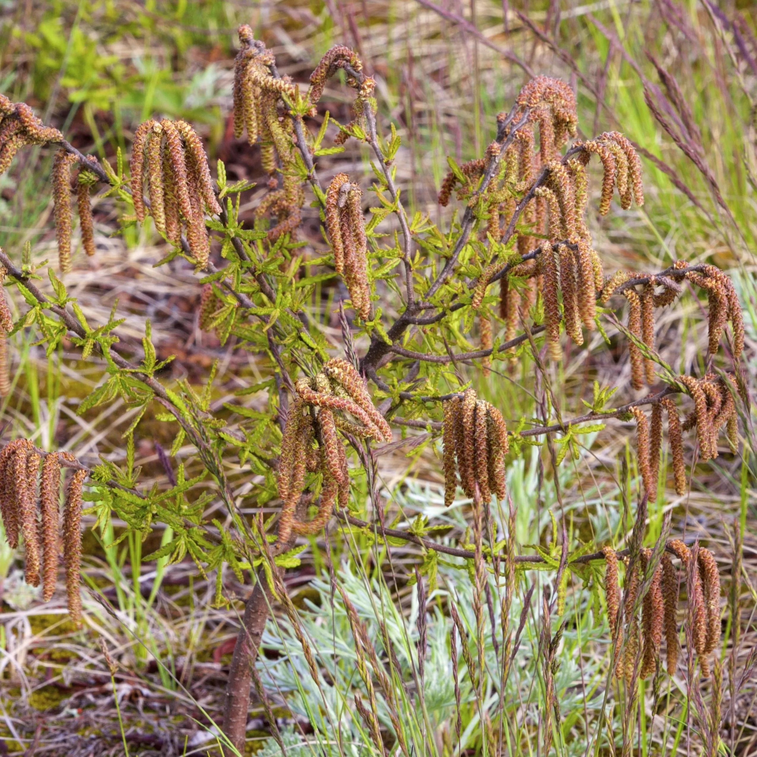 Sweet Fern Shrub