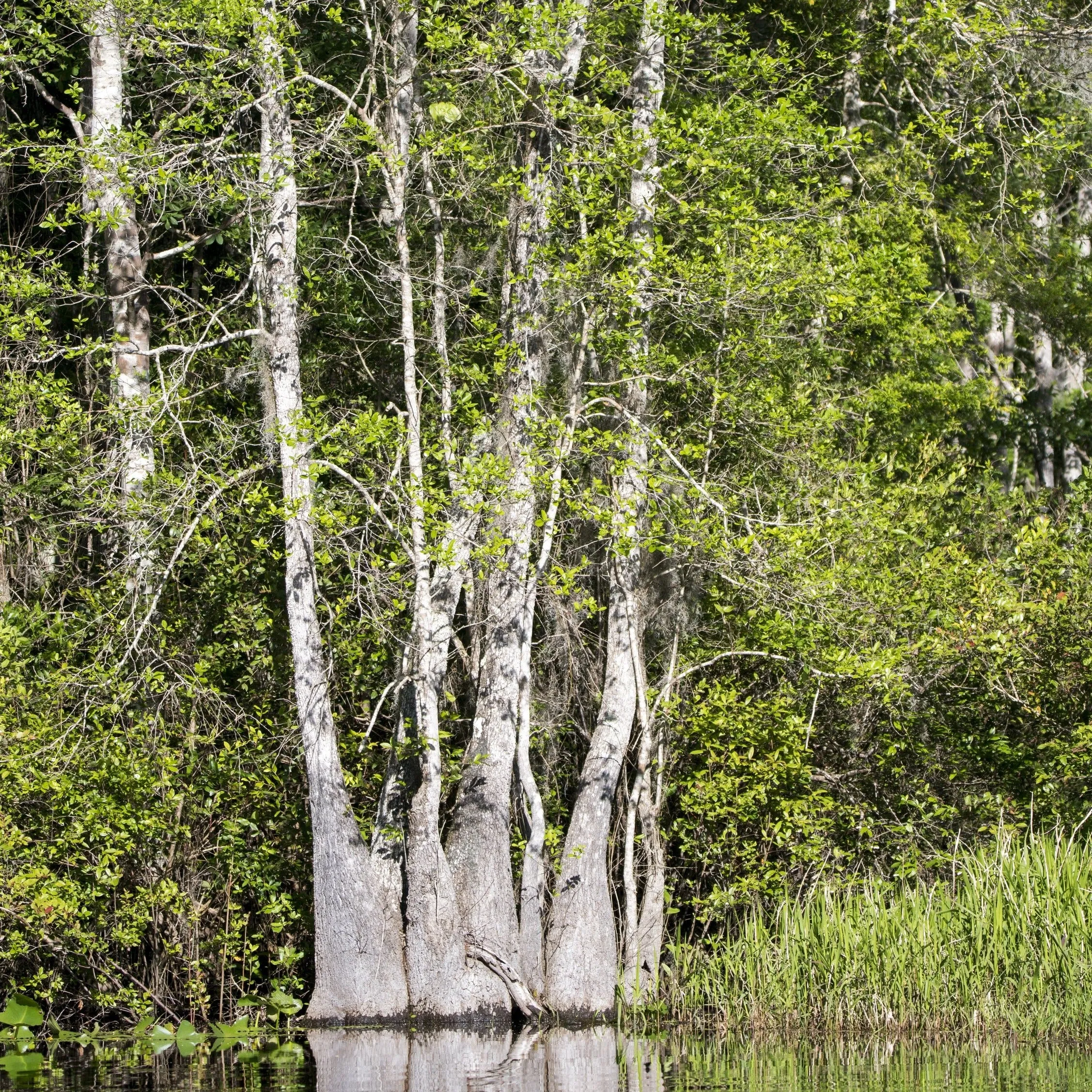 Water Tupelo Tree